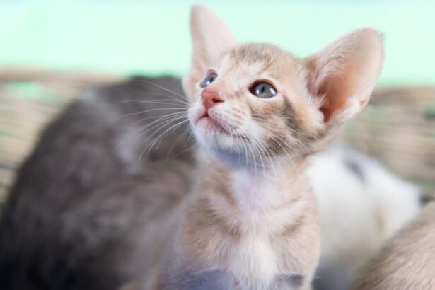 The Single Kitten Syndrome Explained