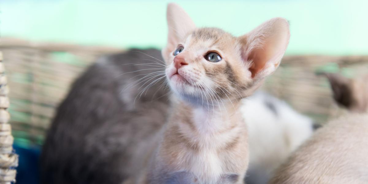The Single Kitten Syndrome Explained