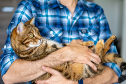 5 Ways to Help Your Cat Live a Long and Healthy Life