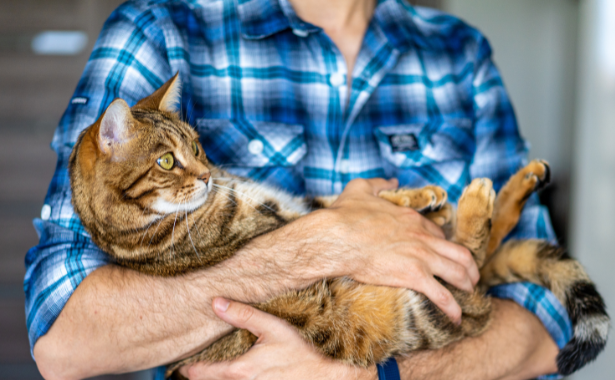 5 Ways to Help Your Cat Live a Long and Healthy Life