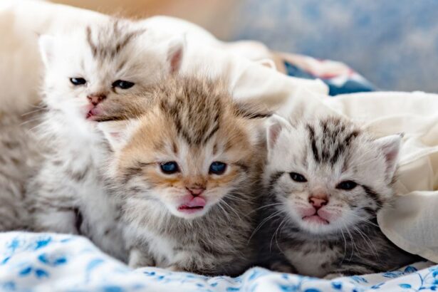 “Nursing” Gone Wrong: Cross-Sucking in Orphaned Kittens