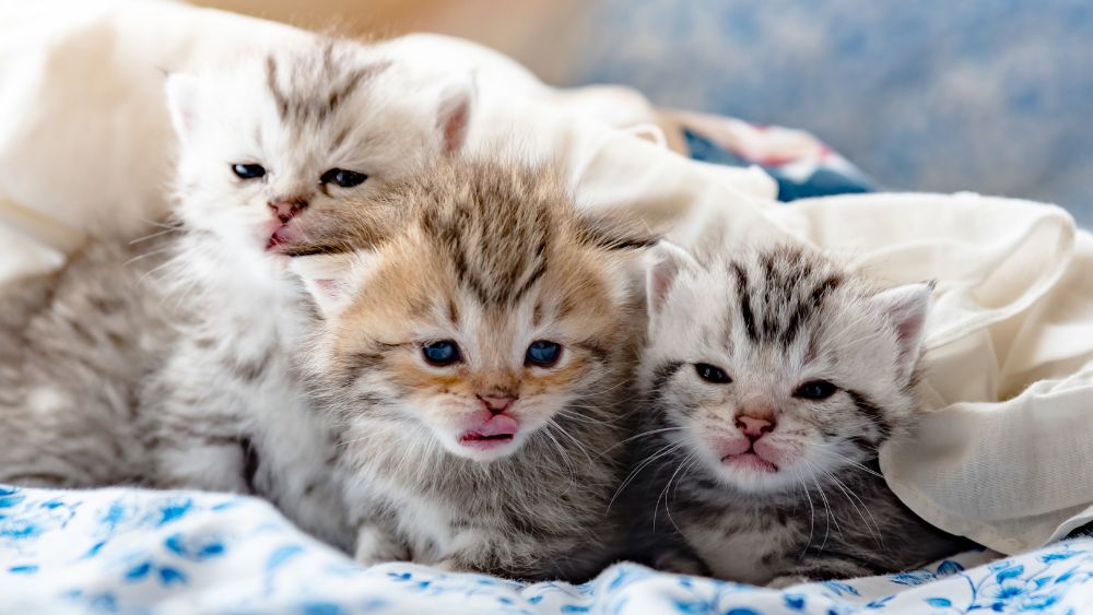 “Nursing” Gone Wrong: Cross-Sucking in Orphaned Kittens