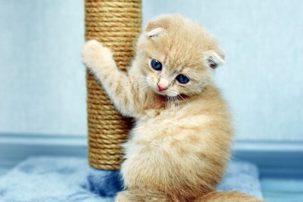 kitten scratching post