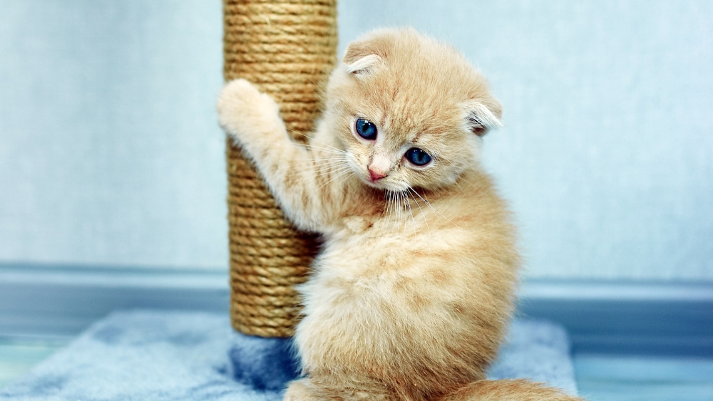 kitten scratching post
