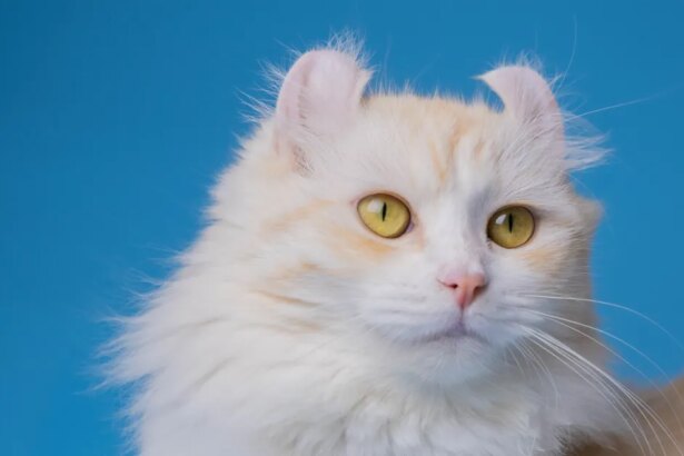 American Curl