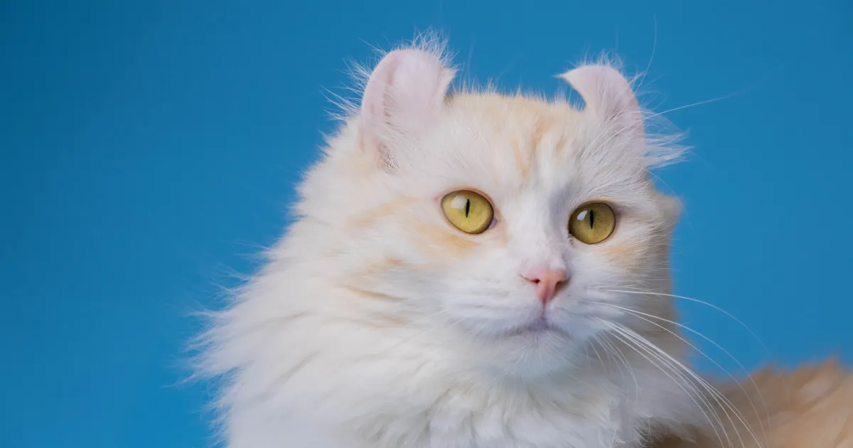 American Curl