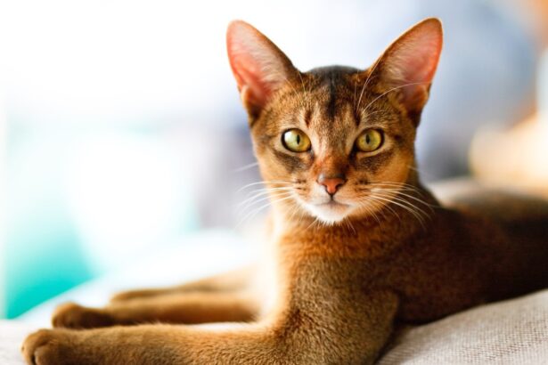 Abyssinian Cat Breed Information & Characteristics