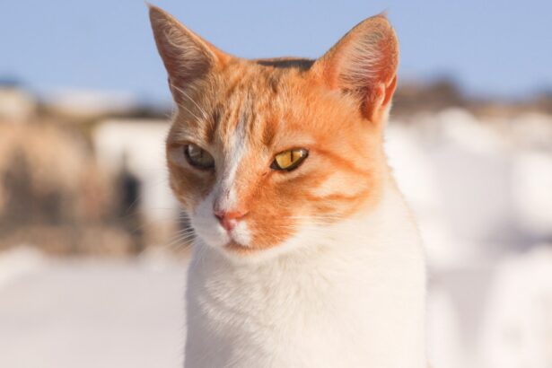 Aegean Cat Breed Information & Characteristics
