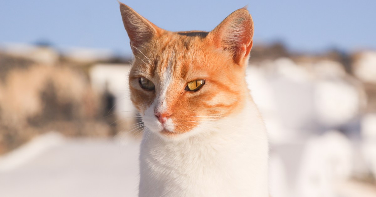 Aegean Cat Breed Information & Characteristics