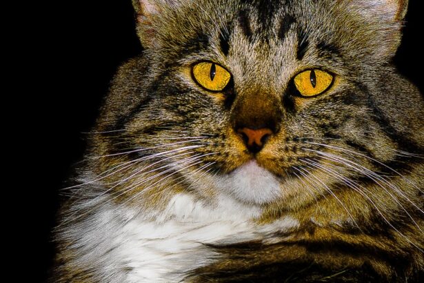 American Bobtail Cat Breed Information & Characteristics