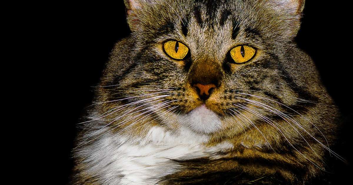 American Bobtail Cat Breed Information & Characteristics