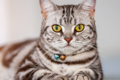 American Shorthair