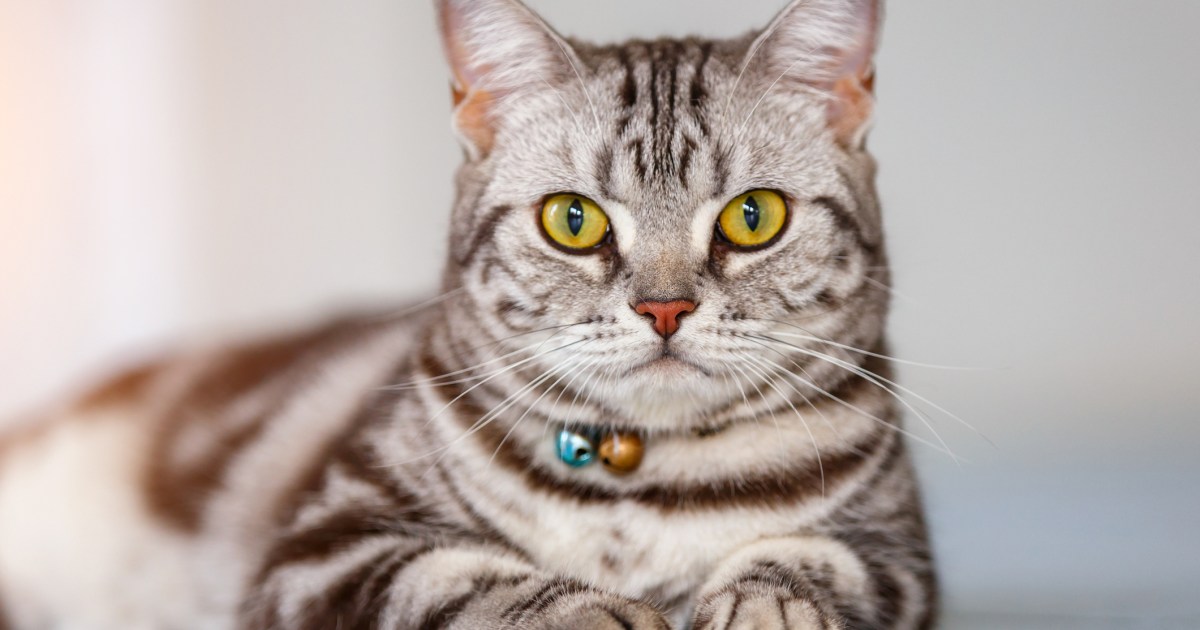 American Shorthair