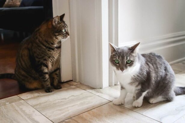 Grey & White Short Hair Tuxedo & Brown Tabby Cats Indoor At Home-2-compressed