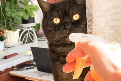 It's Time to Stop Spraying Cats with Water! – Feline Behavior Solutions