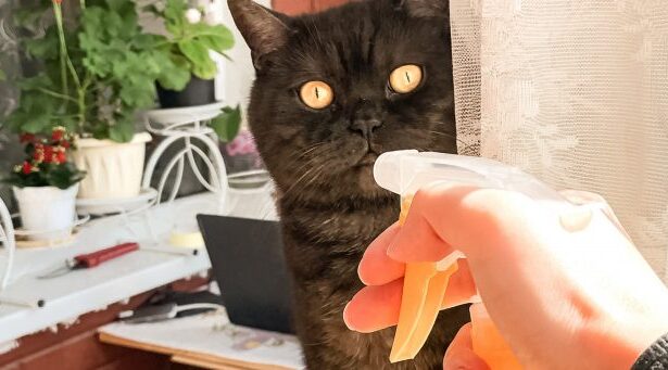 It's Time to Stop Spraying Cats with Water! – Feline Behavior Solutions