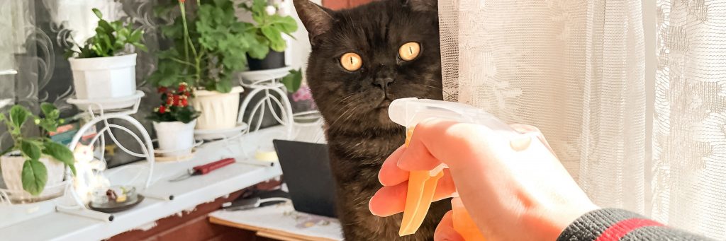 It's Time to Stop Spraying Cats with Water! – Feline Behavior Solutions