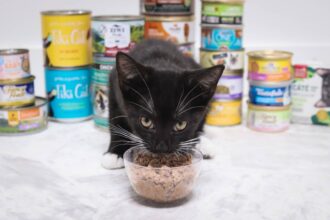 kitten eating wet cat food in front of different cat food brands