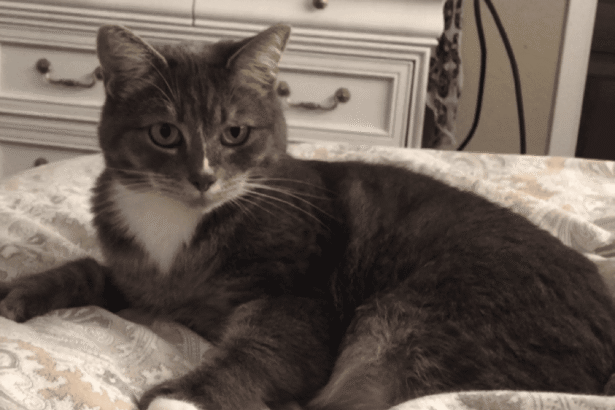 Link Don’t give up on your anxious rescue cat (a love story with tips + insights)