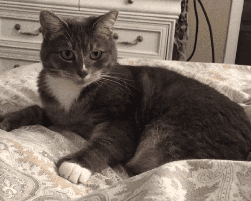 Link Don’t give up on your anxious rescue cat (a love story with tips + insights)