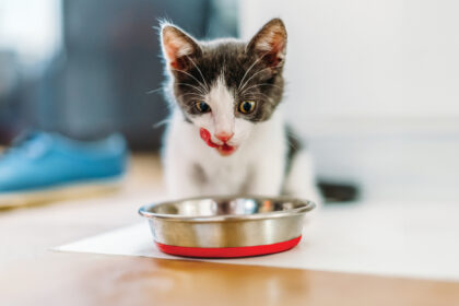 10 Meal Toppers Picky Cats Go Crazy For