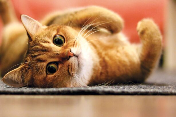 10 Ways to Get Your Cat to Eat