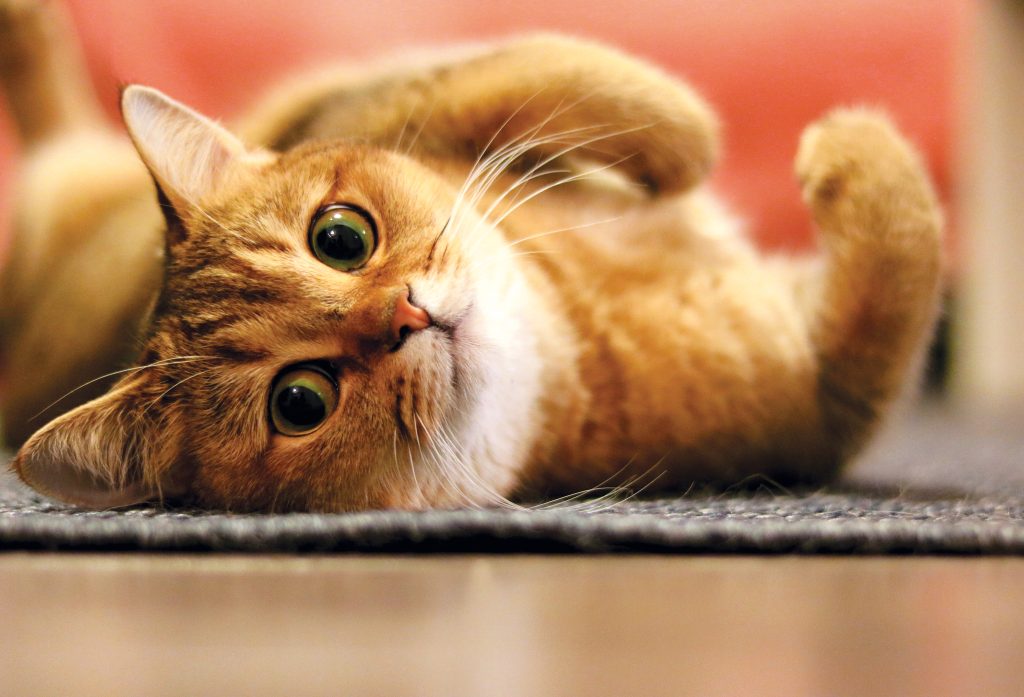 10 Ways to Get Your Cat to Eat