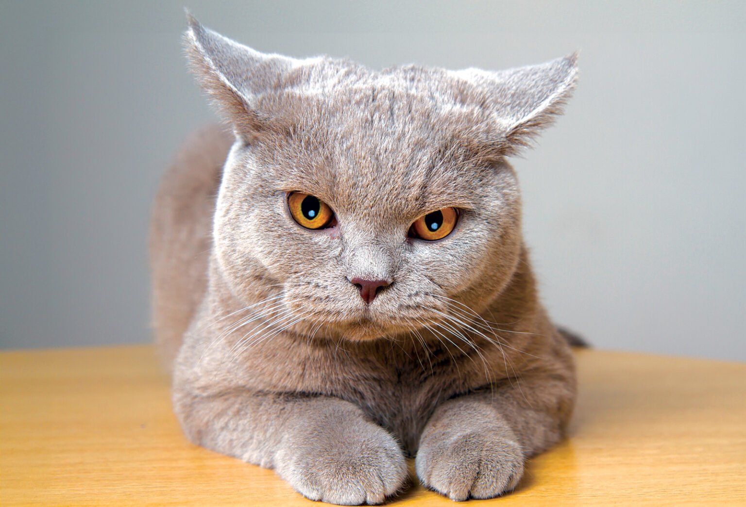 Can Cats Tell Time? How Routine Changes Can Stress Your Cat