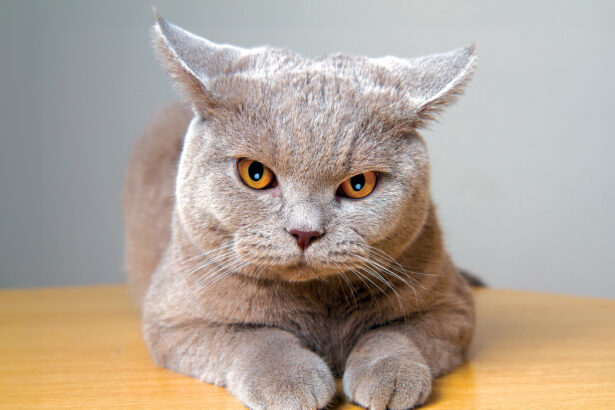 Can Cats Tell Time? How Routine Changes Can Stress Your Cat