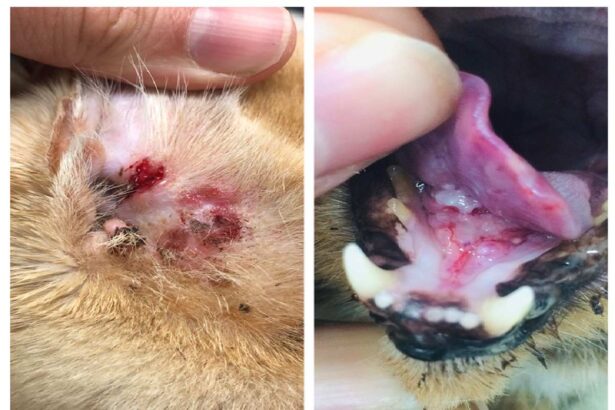 Two close up photos, one of a cat ear with bleeding and ulceration, other with open mouth and tumor under tongue