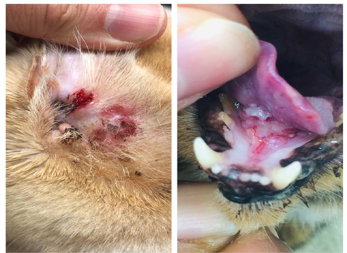 Two close up photos, one of a cat ear with bleeding and ulceration, other with open mouth and tumor under tongue