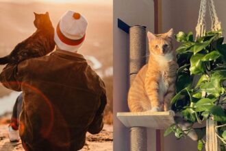 A split view of a cat owner holding their orange cat in their arms, and the orange cat looking straight into the camera