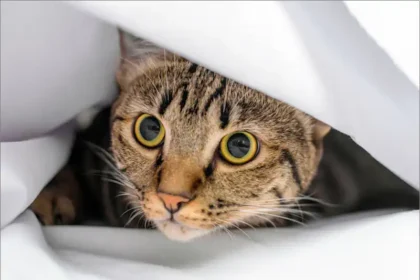 Shy Cat Hiding