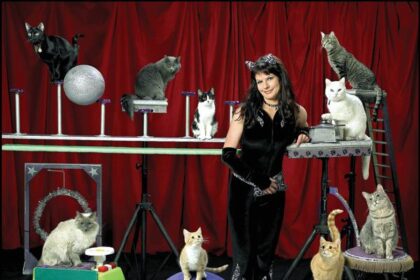 Meet the Acro-Cats! | Kittens Whiskers