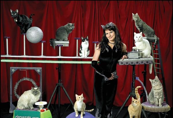 Meet the Acro-Cats! | Kittens Whiskers