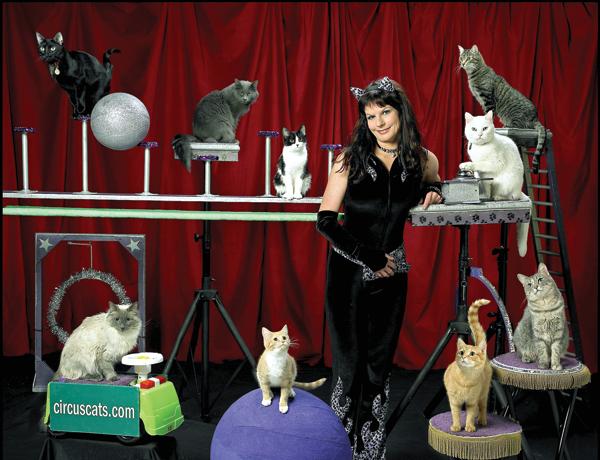 Meet the Acro-Cats! | Kittens Whiskers