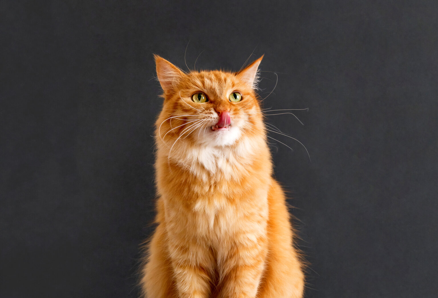 What Human Food Can Cats Eat?