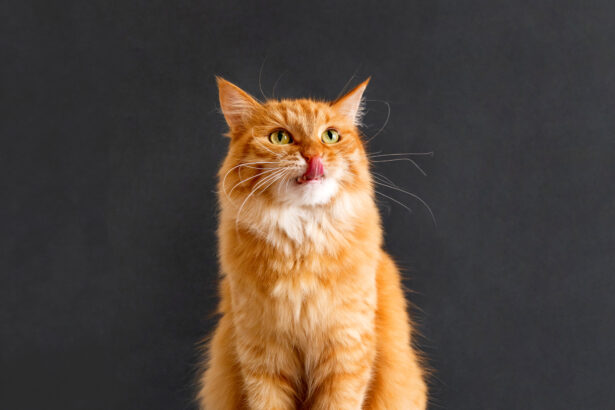 What Human Food Can Cats Eat?