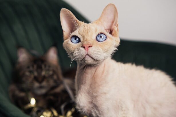 7 Cat Breeds with the Most Unique Ears
