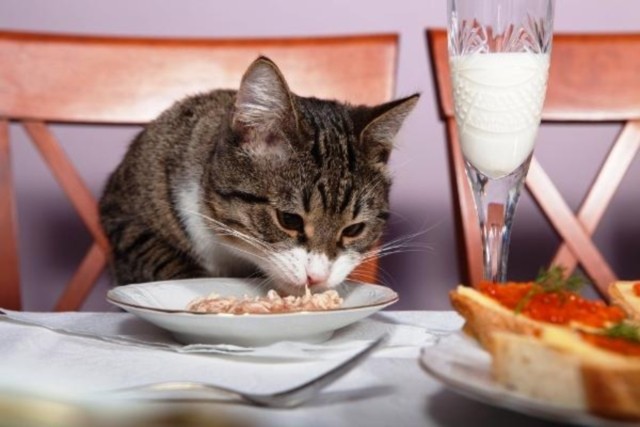 Healthy Human Food Your Cat Can Eat