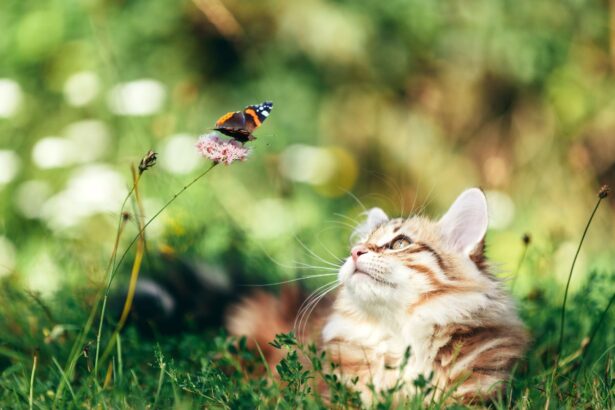 Insect-Based Cat Food (Pros & Cons)