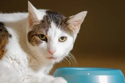 Cat is Unhappy with His Food