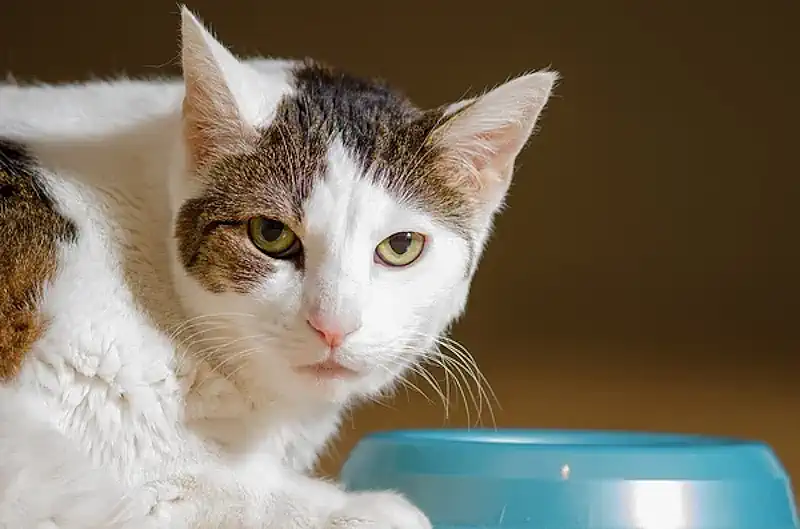 Cat is Unhappy with His Food