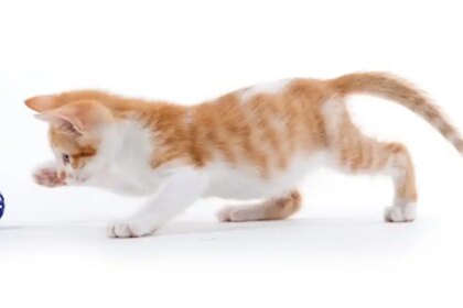 How can I calm my kittens down?