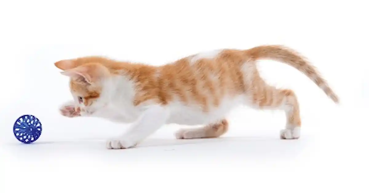 How can I calm my kittens down?