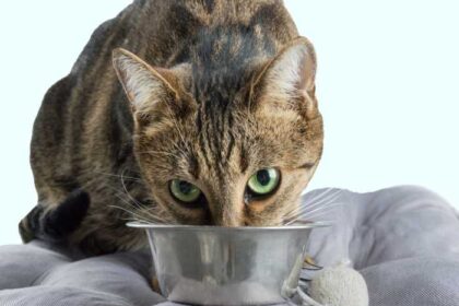Cat Eating from Bowl