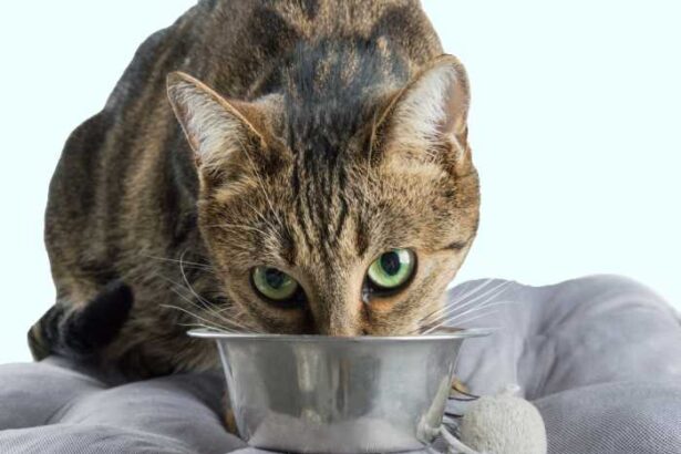 Cat Eating from Bowl