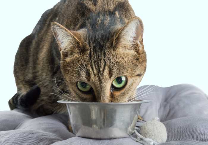 Cat Eating from Bowl