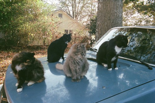 Traveling with Kitty | Kittens Whiskers