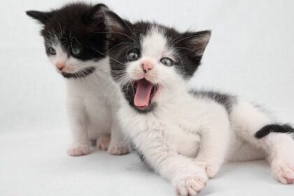 So Your Kitten Bites? Here's What To Do
